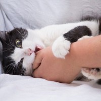 猫のことを『正しく怖がるべき』理由4つ　起こりうるトラブルや関わり方のポイント