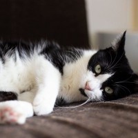 猫に『ストレス』を与えている主な5つの原因　心身への悪影響や負担を減らすためのポイント
