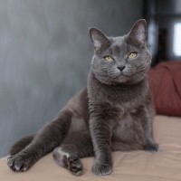 猫の『座り方』に異変を感じたときに疑われる病気5選　痛みを抱えているの？取るべき対処法まで