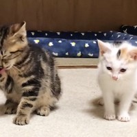 ケージ越しに会っていた子猫2匹→直接対面すると…とんでもなく尊い『まさかの光景』が74万再生「可愛いの暴力ｗ」「破壊力がやばい」と悶絶
