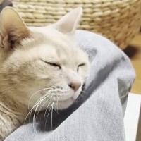 人間には甘える猫→同居猫相手になると……人間が好きな猫の『可愛すぎる日常の光景』に「自分を人間だと思ってそうｗ」「ニヤけちゃう」と反響