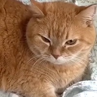 赤ちゃんの寝床を気に入った猫→隙あらばくつろぎ始めて…『可愛すぎる光景』に癒される人が続出「でっかい赤ちゃん」「匂いが好きなのかな」