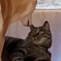 ビビリな柴犬→廊下でくつろいでいる猫のもとに向かうと……『笑ってしまうやり取り』に「本当に可愛らしい」「癒やしをありがとう」と反響