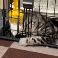 ケージの扉は閉まっているのに、なぜか外にいる子猫…カメラに映っていた『驚愕の脱出方法』に「賢すぎる」「一瞬で出ていて天才」と45万再生