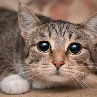 猫の『体が震えている』ときに考えられる原因5選　異常がある可能性も？受診の目安まで解説
