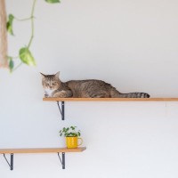 猫の長寿につながる『環境づくり』のポイント5つ　愛猫の健康を守るために心がけるべきこととは