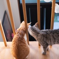 猫が家の中を『パトロール』している理由3つ　どんな意味があるの？注意が必要なケースまで解説