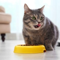 『食べるのが下手な猫』が抱えている原因3つ　なぜ食べこぼすの？改善策もご紹介