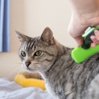 猫を満足させる『ブラッシング』のコツ4つ　理想的な頻度や嫌がる子へのアプローチ方法も