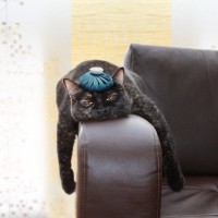 『保冷剤』は猫の暑さ対策に使ってもいいの？4つの注意すべきリスクから安全な使用法まで