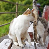 猫たちが『おしりのニオイを嗅ぎ合う』理由4つ　何を確かめているの？行動が持つ意味を解説