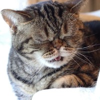 猫が出している『体調不良』のサイン4選　見分けるためのポイントから適切な対処法まで