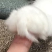 人差し指で『猫のおてて』を触っていると→表情が変化して…微笑ましい光景に癒される人が続出「何回も見てしまった」「安心したのかな」