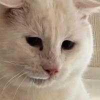 元野良猫を『動物病院』に連れて行こうとした結果→キャリーへの移動に失敗して…思わず笑ってしまう光景に「必死なのが伝わるｗ」「可愛いｗ」