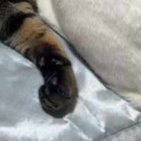 仲良くくつろぐ『2匹の猫』を見たら→1匹の『頭』が……衝撃の瞬間に「一瞬ビックリするやつｗ」「二度見してしまったｗ」と22万再生