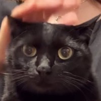 撫でられているときの『猫の表情』が気になって…正面から撮ってみた結果→想像以上に『尊い光景』が50万再生「たまらなくかわいい」「天国」