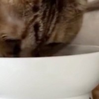 外で暮らしていた猫を家族に迎えて３年→食事中の様子を見ると……思わず笑ってしまう『体勢』に「クセが強いｗ」「怠惰になっていくね」の声