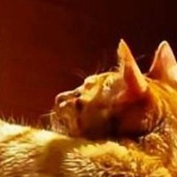 実家から送られてきた『父と猫の様子』を見たら、猫の『背中』が…あまりにも強そうな『驚きの光景』に２万いいね「大黒柱感ある」「逞しい」