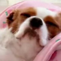 爪やすりをかけてもらい『気持ちよさそうな表情の犬』→すぐ隣には……笑ってしまう光景に２万いいね「めちゃめちゃ見てるｗ」「ガン見だねｗ」