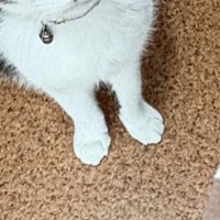 スティックタイプの明太子を手に持っていると、猫が…可愛すぎる『表情』に４万いいね「形状は似てるけどｗ」「おめめがキラキラしてる」