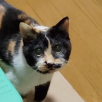 「21歳だなんて信じられない」→高齢の三毛猫の『動き』を見ていると…驚きの光景に６万いいね「大事にされているのがわかる」「凄すぎる」