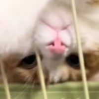 ハンモックでくつろぐ猫→『独特な体勢』で……「ナマケモノ見たのかなｗ」「なんちゅう格好ｗ」思わず笑ってしまう瞬間に反響