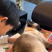 お兄ちゃんの宿題を邪魔するネコ→『どいて』と言われ、立ち上がったと思ったら…予想外すぎる展開が31万再生「面白いｗ」「邪魔の仕方ｗ」