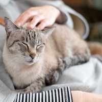 猫への愛情が『伝わった』と噛みしめる瞬間3選　心を開いてくれたサインや行動の意味も