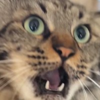 飼い主の手を見て『怒り始めたネコ』→あまりにも可愛すぎる『鳴き声』に悶絶の声「破壊力がすごい」「何度も見てしまった」と19万再生