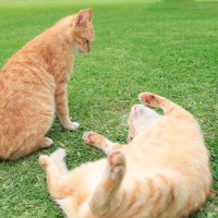 猫がケンカの最中に『お腹を見せる』理由とは　降参しているの？隠された意味をご紹介