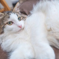モフモフで人気の『長毛猫種』4選　それぞれの特徴やお世話のポイントもご紹介