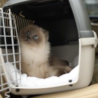 猫を連れた移動に便利な『ペットタクシー』ってなに？　利用時の流れや活用したいシーンをご紹介