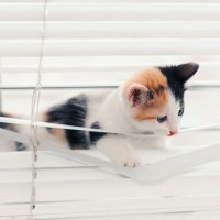猫と暮らす部屋に『ブラインド』を取り付けるときの注意点3つ　選び方のポイントやイタズラ対策のコツ