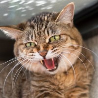 夏にぴったり？『猫にまつわる妖怪』3選　語り継がれる言い伝えや特徴をご紹介