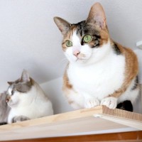 愛猫を喜ばせるための『DIYアイデア』4つ　設置するメリットから安全に使用するための注意点まで
