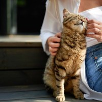 猫をご褒美で育てる『陽性強化法』の秘訣とは？　褒め方のコツや適切な取り入れ方を解説