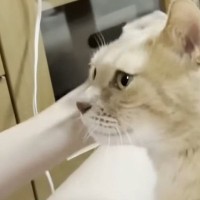 娘のそばでくつろぐ猫、次々と家族に呼ばれて…微笑ましい『争奪戦の様子』に癒される人が続出「ママさんが必死で可愛いｗ」「参加したい」