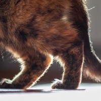 気づいてあげて！「猫が上手に隠す関節の痛み」　6歳以上の猫の60％が関節炎を罹患　オーストラリア