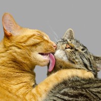 「毛づくろい」を利用して自分の欲望を達成する猫たち…同居猫への平和的で賢い行動が明らかに　ベルギーの研究