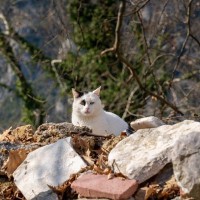 第2次世界大戦で、「ニュージーランド軍兵士」として参戦した母子猫　その数奇な運命を振り返る