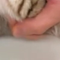 職場の駐車場で『保護した子猫』を動物病院に連れて行った結果…まさかの『大物すぎる光景』に１万いいね「めっちゃミョンミョンｗ」「吹いた」