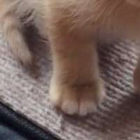高いところに登ったりして『遊んでいた子猫』→疲れてしまったようで…微笑ましい光景に「可愛すぎて心臓が痛い」「全ての動きが愛おしい」の声
