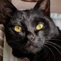 AIで『猫にヨガパンツを履かせるやつ』に挑戦したら、黒猫が…思っていたのと違う『まさかの光景』に「下半身見た瞬間吹いたｗ」「やだｗ」