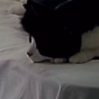 お留守番が苦手だった元野良猫→家に迎えてから5か月が経つと、ベッドの上で…心温まる光景が14万再生「なんて愛おしい」「人間みたいｗ」