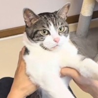 ソファでまったりしていた猫→抱っこして『体を伸ばしてあげる』と…微笑ましい光景が35万再生「パァが可愛すぎるｗ」「え～不思議」
