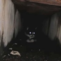 排水溝の奥で『鳴いていた子猫』を救出→約７年後…胸が熱くなる『現在の光景』に反響「愛しすぎて泣ける」「立派なボスになったね」