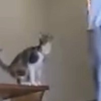 背後から近寄るネコ→飼い主の肩に乗ろうと『大ジャンプ』した結果…「コントかよｗｗ」「完璧なタイミングｗ」驚きの光景に１万いいね