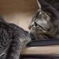 ソフトケージの中で遊んでいた２匹の子猫→突然立ち上がると…予想外すぎる展開に１万いいね「急な閉店で変な声出たｗ」「一瞬ｗ」と爆笑の声