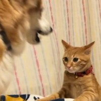 犬にちょっかいをかけた猫→ブチギれられた結果…爆笑必至の『まさかの光景』が92万再生「釘が打たれていくみたいｗ」「珍しいタイプｗ」
