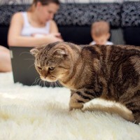 猫を『孤独な気持ち』にさせてしまう飼い主の行動5選　避けるべき理由や適切な接し方とは